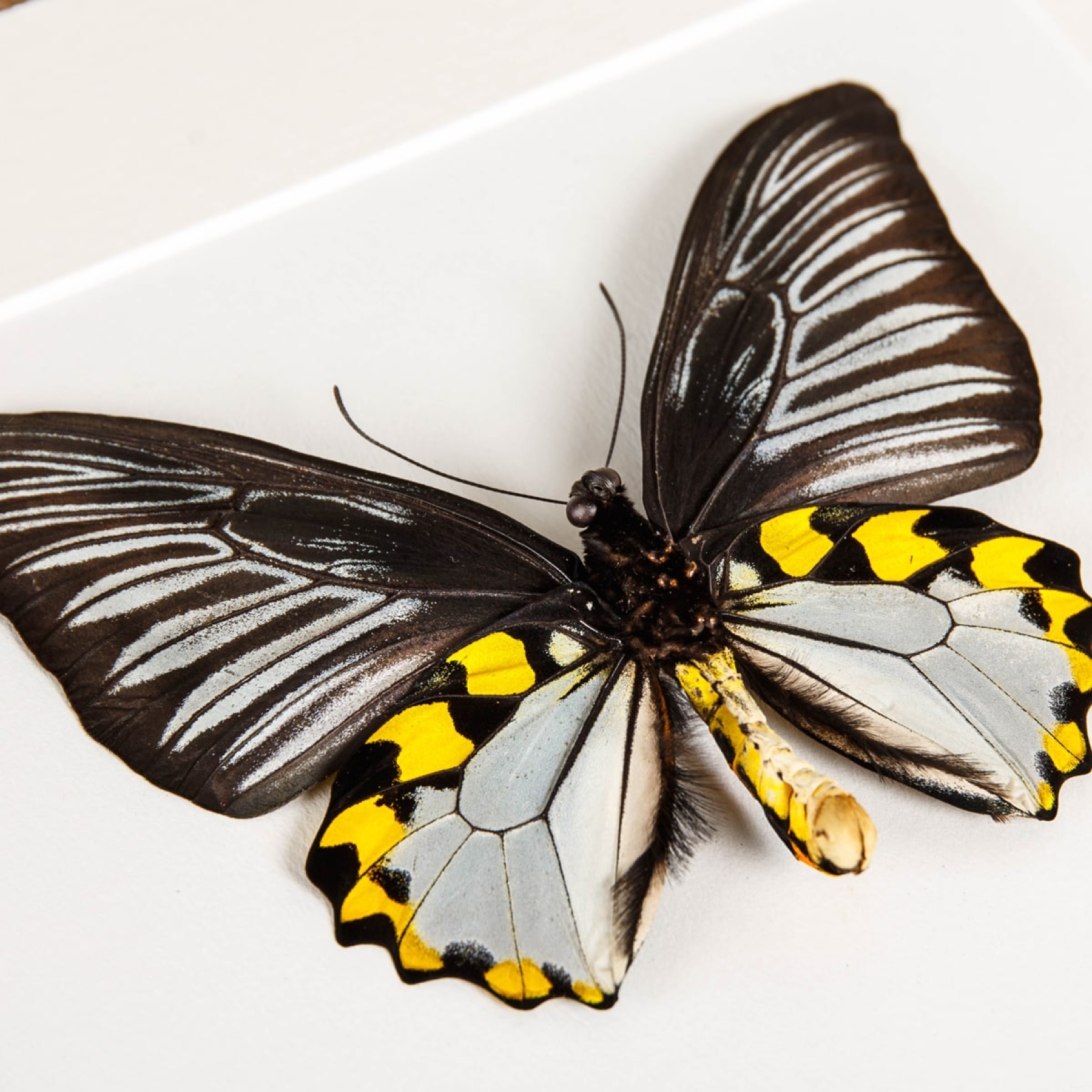 Minibeast The Rippons Birdwings Male & Female Pair In Box Frame (Troides hypolitus)
